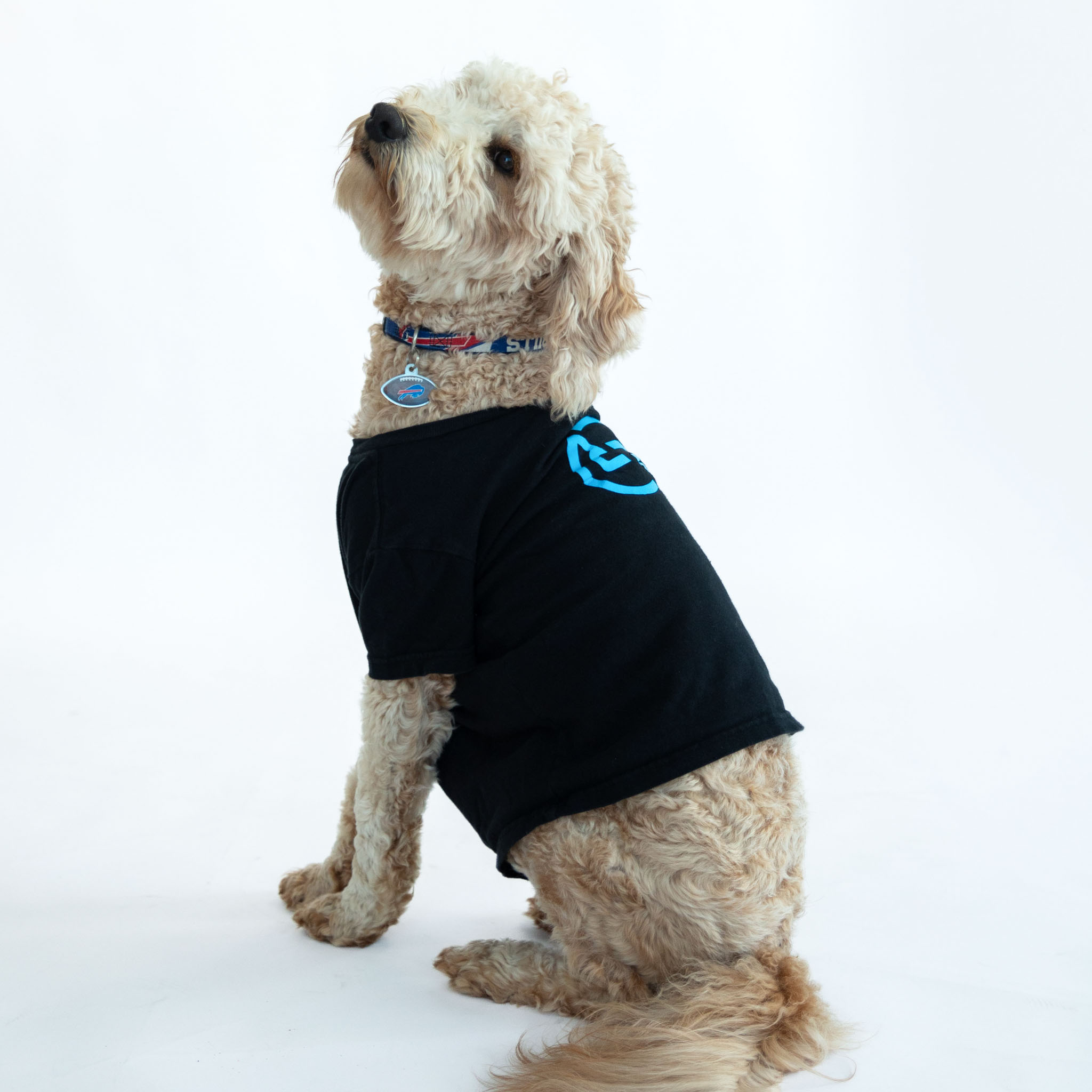 Tucker (Rebel Dog)
